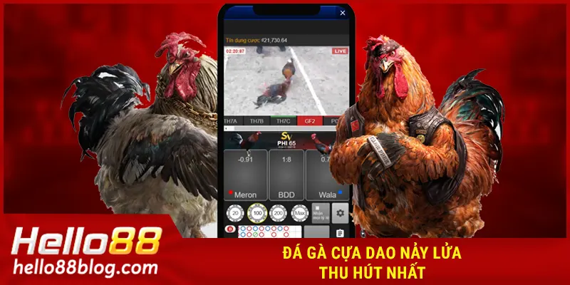 Đá gà cựa dao nảy lửa, thu hút nhất