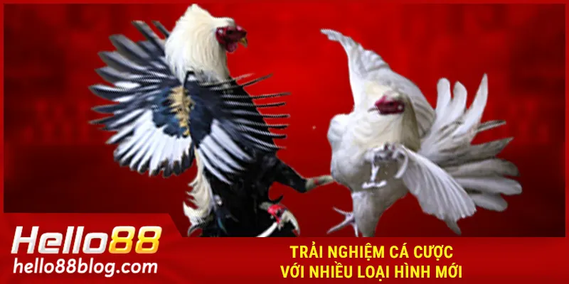 Tại sao kê thủ nên chọn sảnh cược đá gà HELLO88